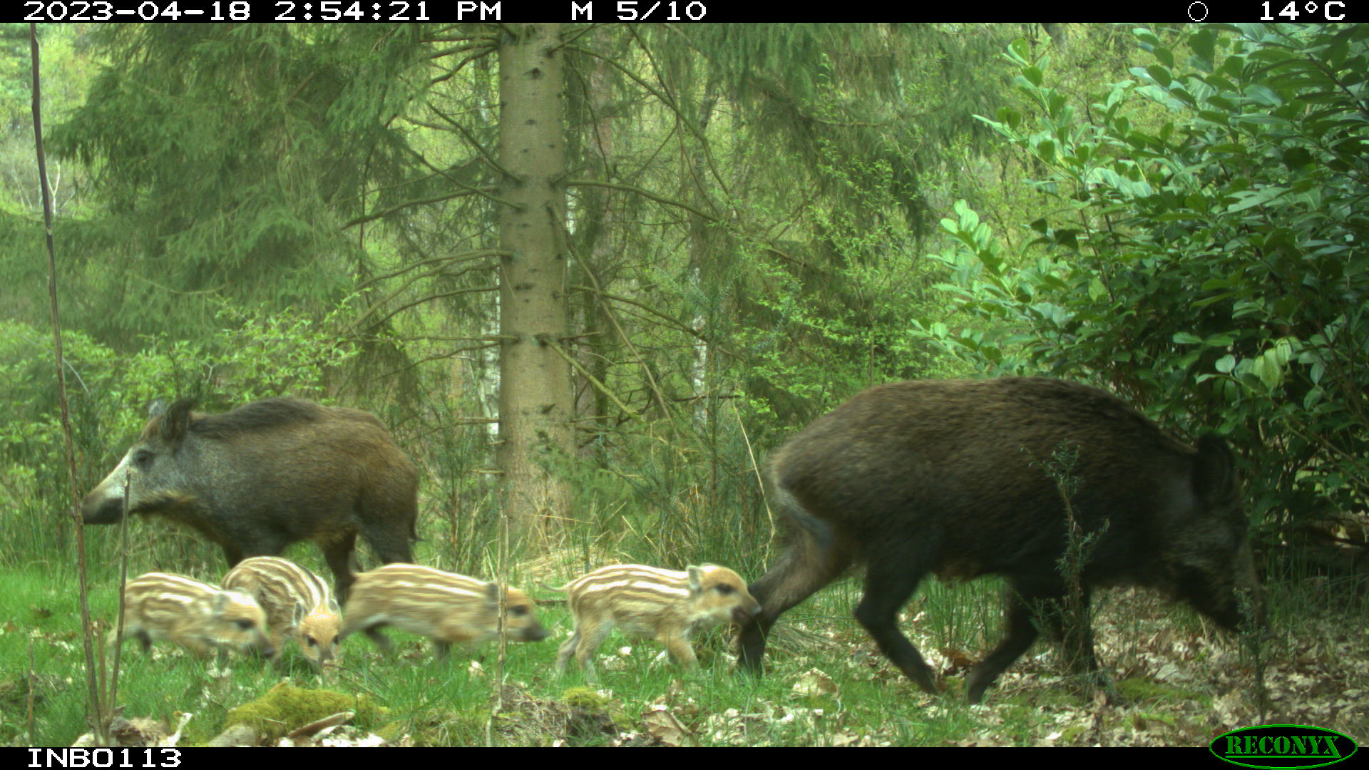 Camera trap photo